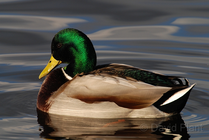 Mallard male - H.jpg - Mallard drake in the sunshine - Welney